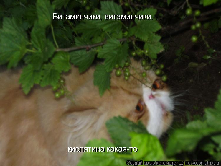 Котоматрица: Витаминчики, витаминчики. . . кислятина какая-то