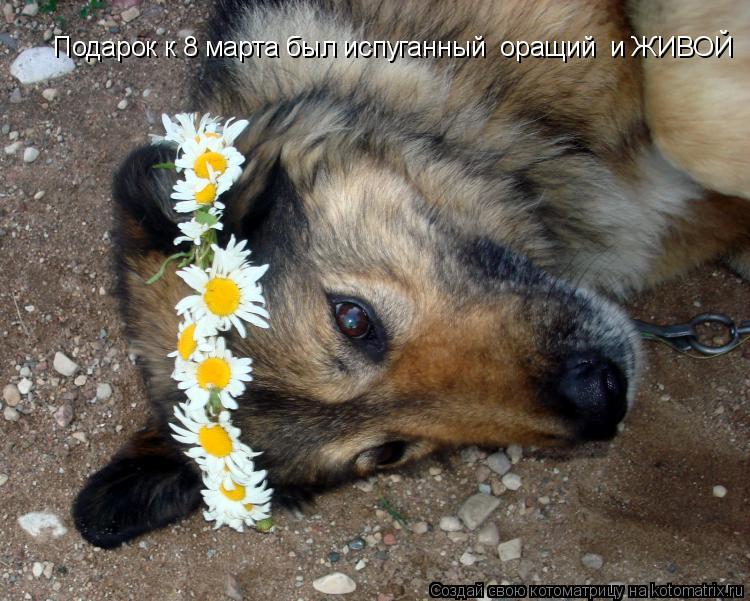Котоматрица: Подарок к 8 марта был испуганный  оращий  и ЖИВОЙ