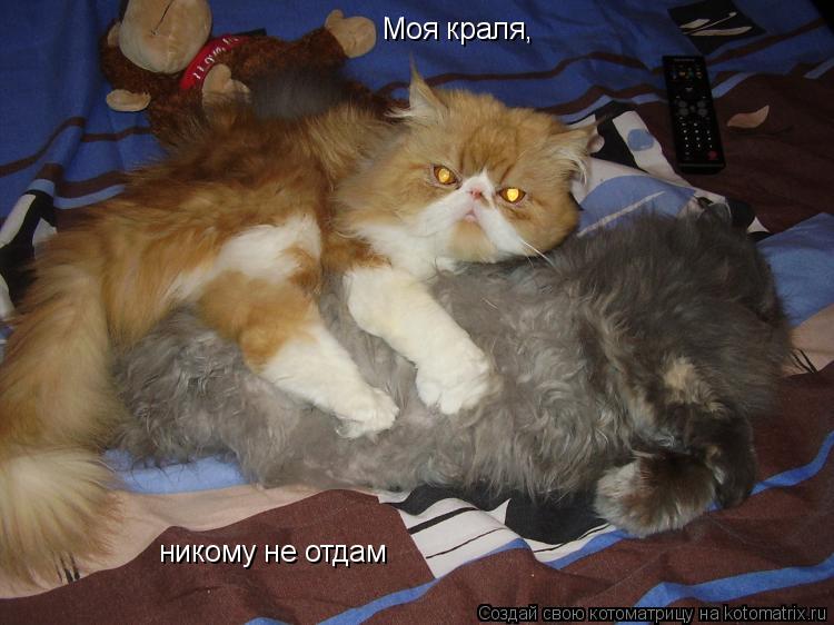 Котоматрица: Моя краля, никому не отдам