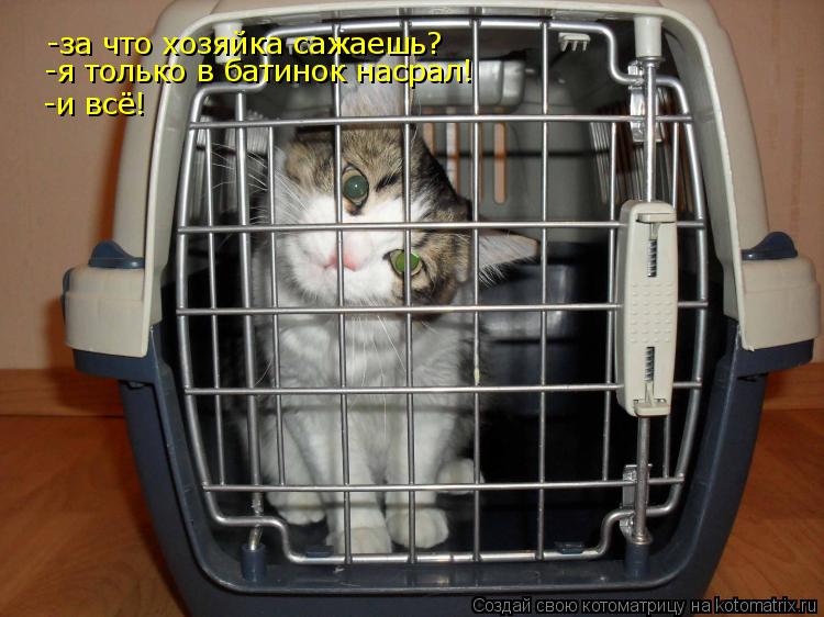 Котоматрица: -за что хозяйка сажаешь? -я только в батинок насрал! -и всё!