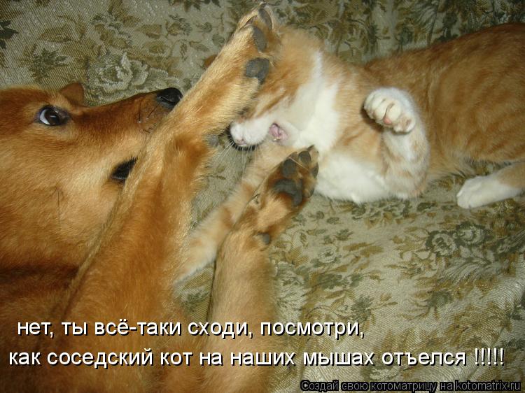 нет, ты всё-таки сходи, посмотри, как соседский кот на наших мышах отъелся !!!!!... Котоматрица: нет, ты всё-таки сходи, посмотри, как соседский кот на наших мышах отъелся !!!!!