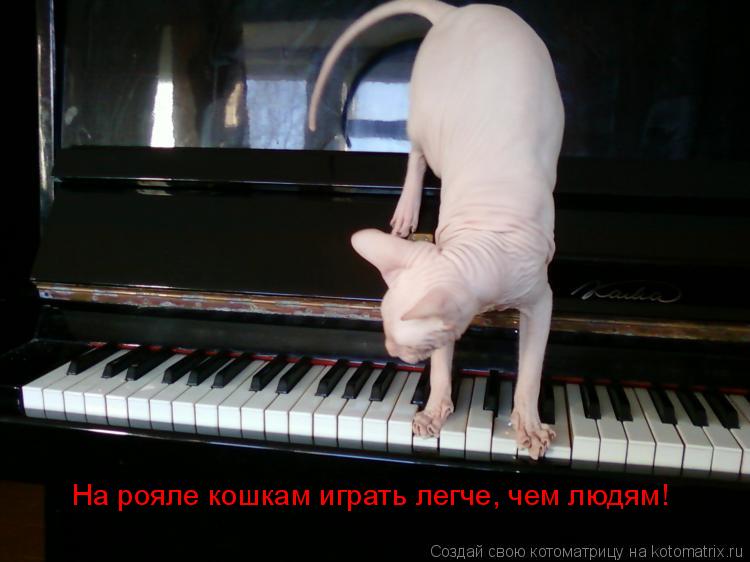 На рояле кошкам играть легче, чем людям!... Котоматрица: На рояле кошкам играть легче, чем людям!