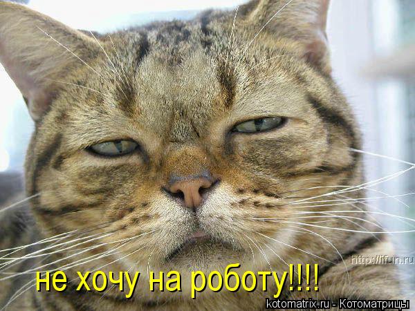 не хочу на роботу!!!!... Котоматрица: не хочу на роботу!!!!