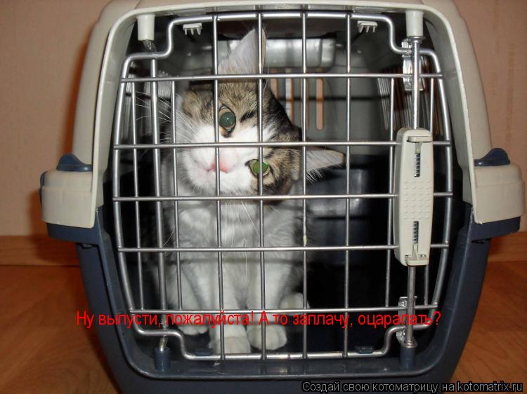 Ну выпусти, пожалуйста! А то заплачу, оцарапать?... Котоматрица: Ну выпусти, пожалуйста! А то заплачу, оцарапать?