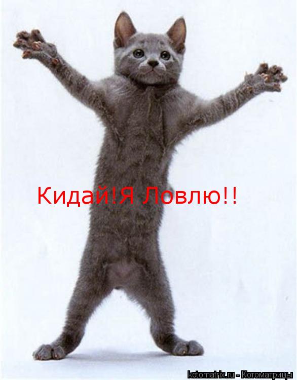 Кидай!Я Ловлю!!... Котоматрица: Кидай!Я Ловлю!!
