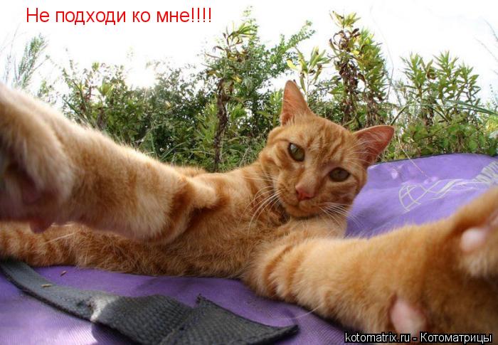 Не подходи ко мне!!!!... Котоматрица: Не подходи ко мне!!!!