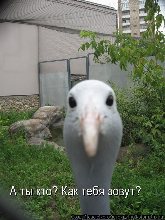 А ты кто? Как тебя зовут?... Котоматрица: А ты кто? Как тебя зовут?