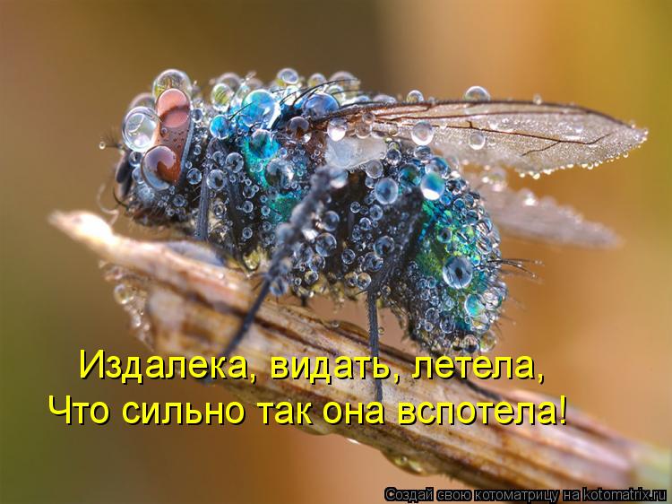 Издалека, видать, летела, Что сильно так она вспотела!... Котоматрица: Издалека, видать, летела, Что сильно так она вспотела!