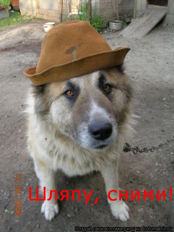 Шляпу, сними!!! Шляпу, сними!!!... Котоматрица: Шляпу, сними!!! Шляпу, сними!!!