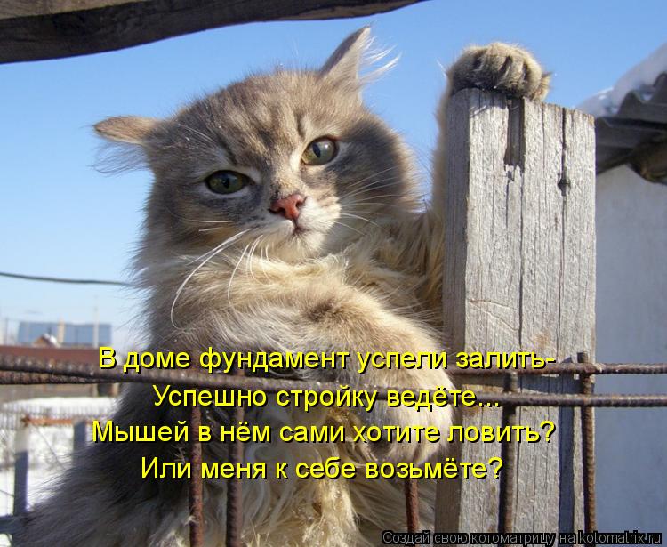 Успешно стройку ведёте... Мышей в нём сами хотите ловить? Или меня к себе возьмёте? В доме фундамент ... Котоматрица: Успешно стройку ведёте... Мышей в нём сами хотите ловить? Или меня к себе возьмёте? В доме фундамент успели залить-