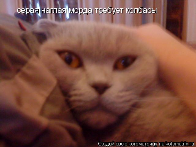 серая наглая морда требует колбасы... Котоматрица: серая наглая морда требует колбасы