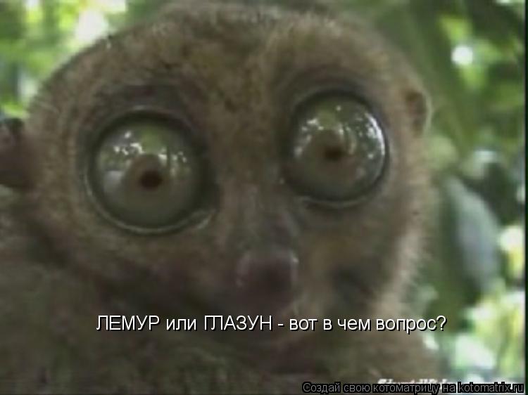 ЛЕМУР или ГЛАЗУН - вот в чем вопрос?... Котоматрица: ЛЕМУР или ГЛАЗУН - вот в чем вопрос?