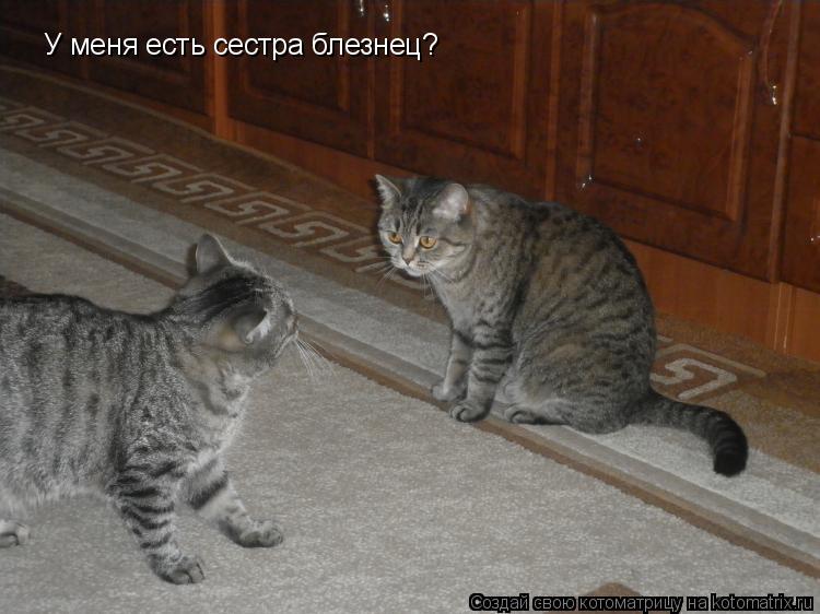 У меня есть сестра блезнец?... Котоматрица: У меня есть сестра блезнец?