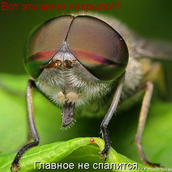 Вот это меня накрыло!!! Главное не спалится...... Котоматрица: Вот это меня накрыло!!! Главное не спалится...