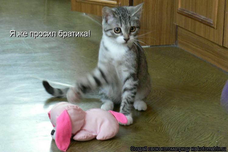 Я же просил братика!... Котоматрица: Я же просил братика!