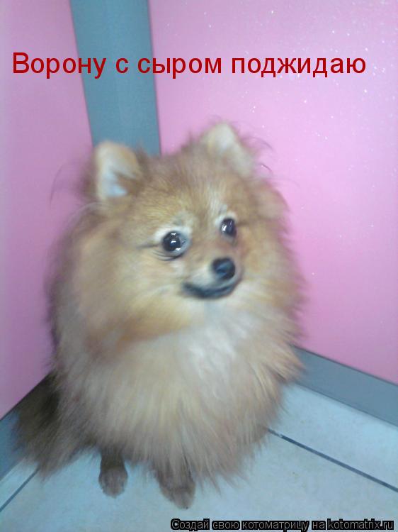 Ворону с сыром поджидаю... Котоматрица: Ворону с сыром поджидаю