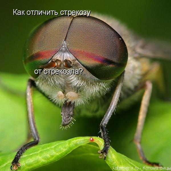 Как отличить стрекозу от стрекозла?... Котоматрица: Как отличить стрекозу от стрекозла?