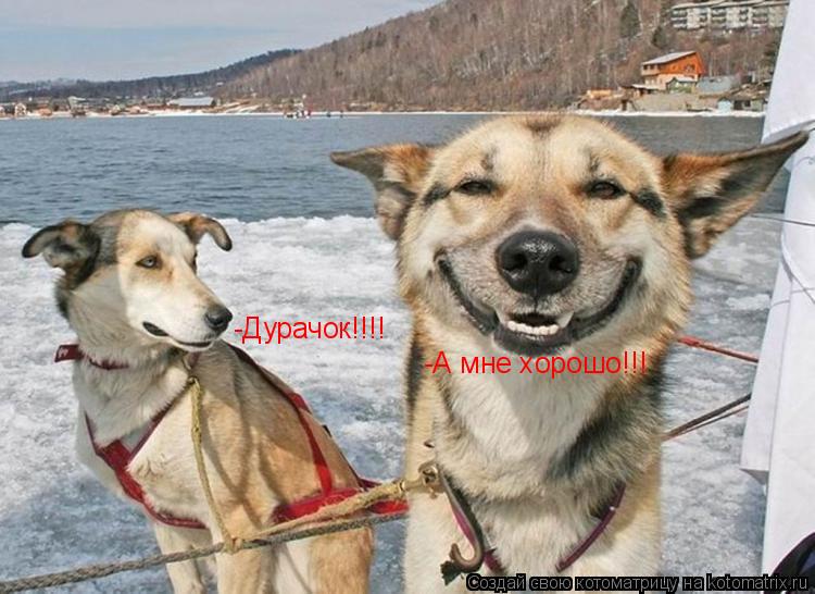 Котоматрица: -Дурачок!!!! -А мне хорошо!!!