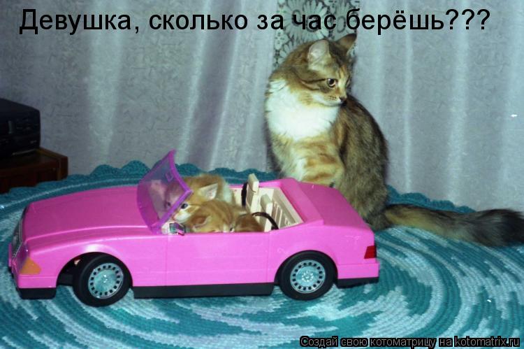 Девушка, сколько за час берёшь???... Котоматрица: Девушка, сколько за час берёшь???
