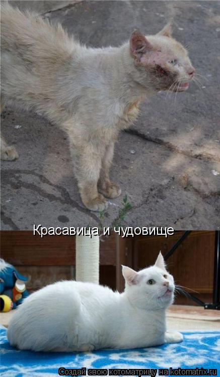 Красавица и чудовище... Котоматрица: Красавица и чудовище