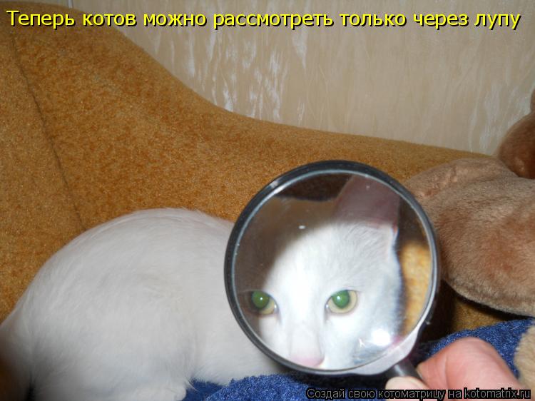 Котоматрица: Теперь котов можно рассмотреть только через лупу