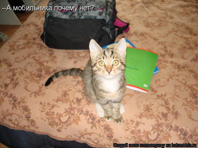 --А мобильника почему нет?... Котоматрица: --А мобильника почему нет?