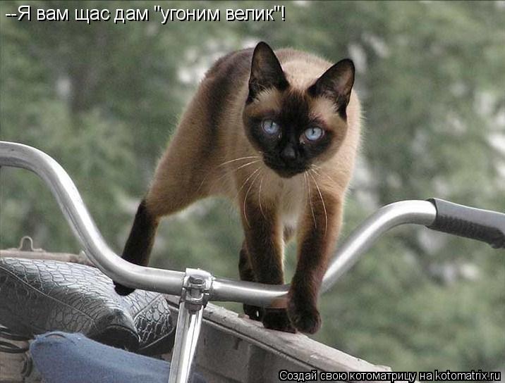 --Я вам щас дам "угоним велик"!... Котоматрица: --Я вам щас дам "угоним велик"!