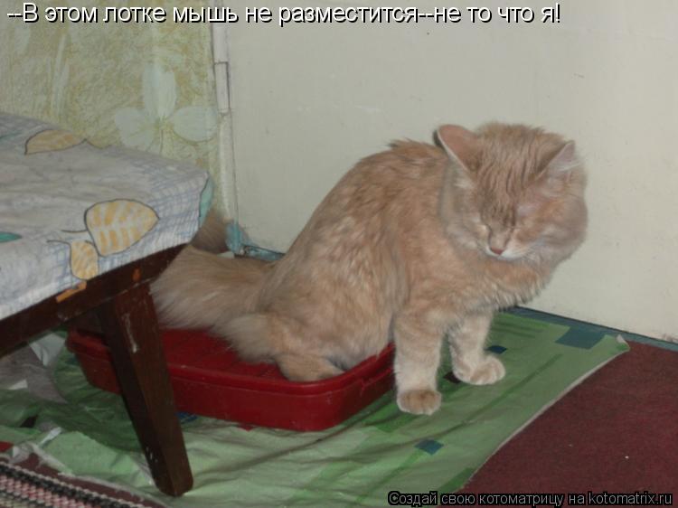 --В этом лотке мышь не разместится--не то что я!... Котоматрица: --В этом лотке мышь не разместится--не то что я!