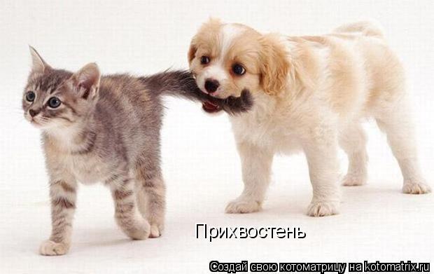 Прихвостень... Котоматрица: Прихвостень