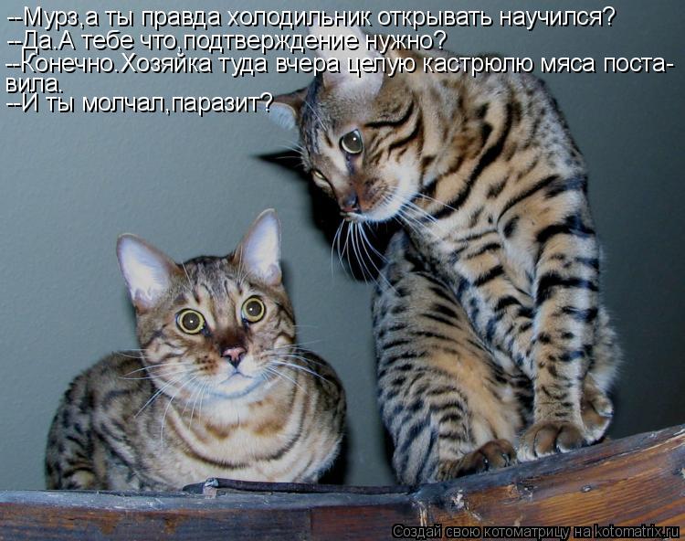 --Мурз,а ты правда холодильник открывать научился? --Да.А тебе что,подтверждение нужно? --Конечно.Хоз... Котоматрица: --Мурз,а ты правда холодильник открывать научился? --Да.А тебе что,подтверждение нужно? --Конечно.Хозяйка туда вчера целую кастрюлю мяса пост
