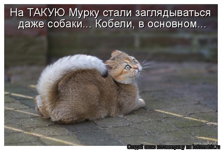 На ТАКУЮ Мурку стали заглядываться даже собаки... Кобели, в основном...... Котоматрица: На ТАКУЮ Мурку стали заглядываться даже собаки... Кобели, в основном...