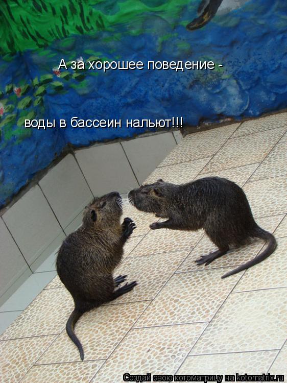 А за хорошее поведение - воды в бассеин нальют!!!... Котоматрица: А за хорошее поведение - воды в бассеин нальют!!!