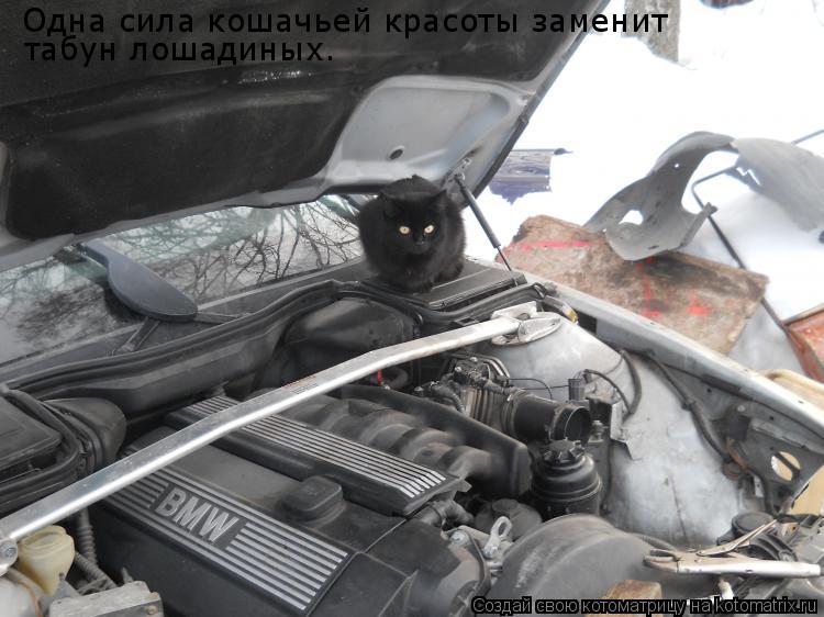 Одна сила кошачьей красоты заменит табун лошадиных Одна сила кошачьей красоты заменит табун лошадин... Котоматрица: Одна сила кошачьей красоты заменит табун лошадиных Одна сила кошачьей красоты заменит табун лошадиных.