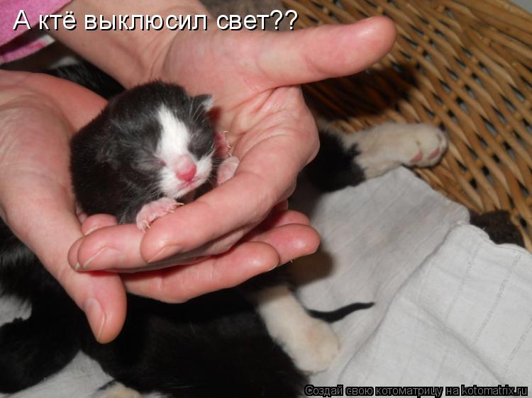 А ктё выклюсил свет??... Котоматрица: А ктё выклюсил свет??