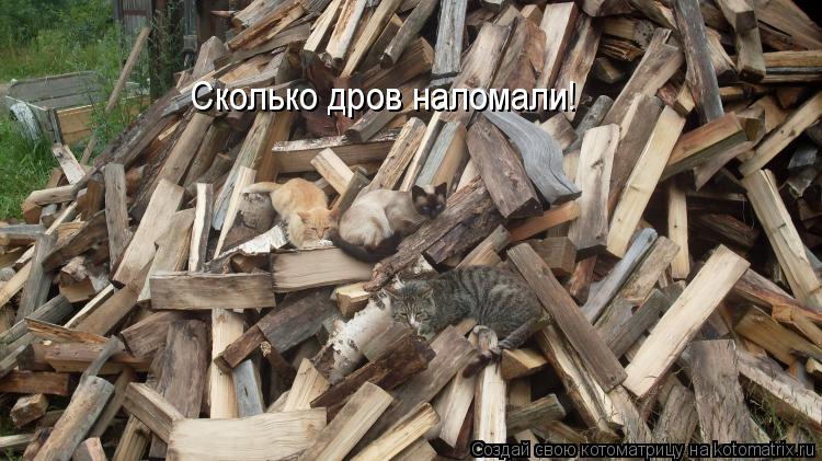 Сколько дров наломали!... Котоматрица: Сколько дров наломали!