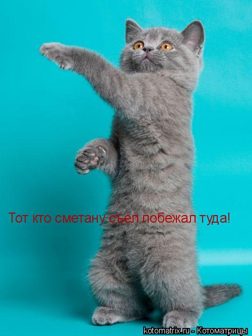 Тот кто сметану съел побежал туда!... Котоматрица: Тот кто сметану съел побежал туда!