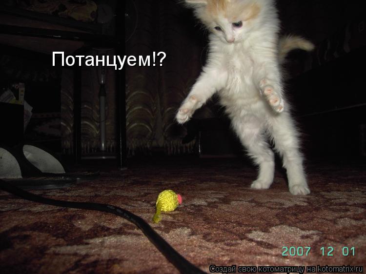 Потанцуем!?... Котоматрица: Потанцуем!?