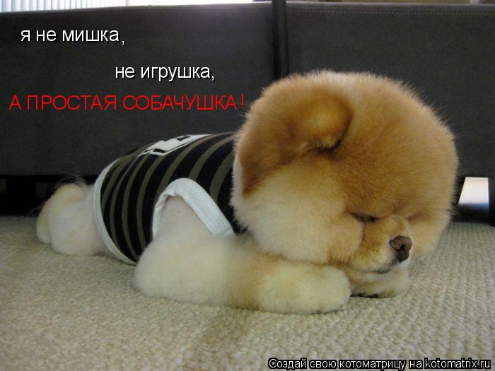 я не мишка , не игрушка, А ПРОСТАЯ СОБАЧУШКА !... Котоматрица: я не мишка , не игрушка, А ПРОСТАЯ СОБАЧУШКА !