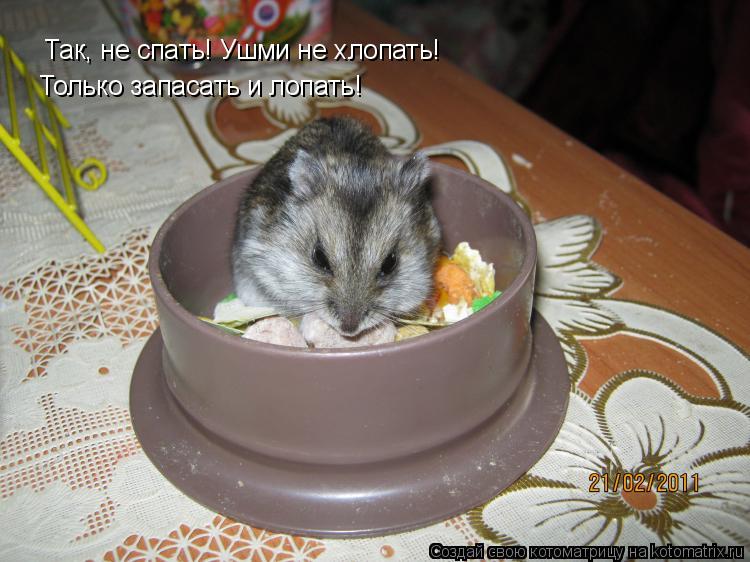 Так, не спать! Ушми не хлопать! Только запасать и лопать!... Котоматрица: Так, не спать! Ушми не хлопать! Только запасать и лопать!