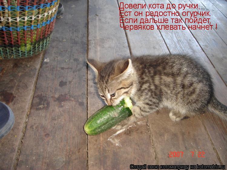 Довели кота до ручки, Ест он радостно огурчик. Если дальше так пойдет, Червяков клевать начнет !... Котоматрица: Довели кота до ручки, Ест он радостно огурчик. Если дальше так пойдет, Червяков клевать начнет !