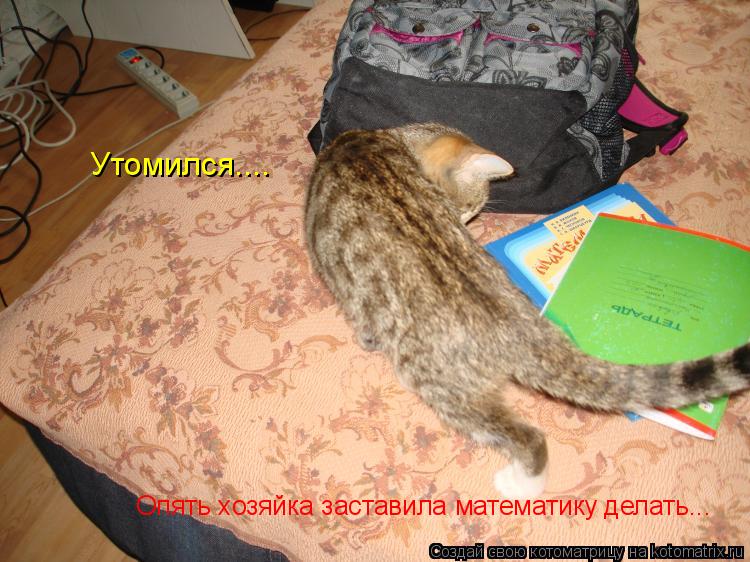 Утомился.... Опять хозяйка заставила математику делать...... Котоматрица: Утомился.... Опять хозяйка заставила математику делать...
