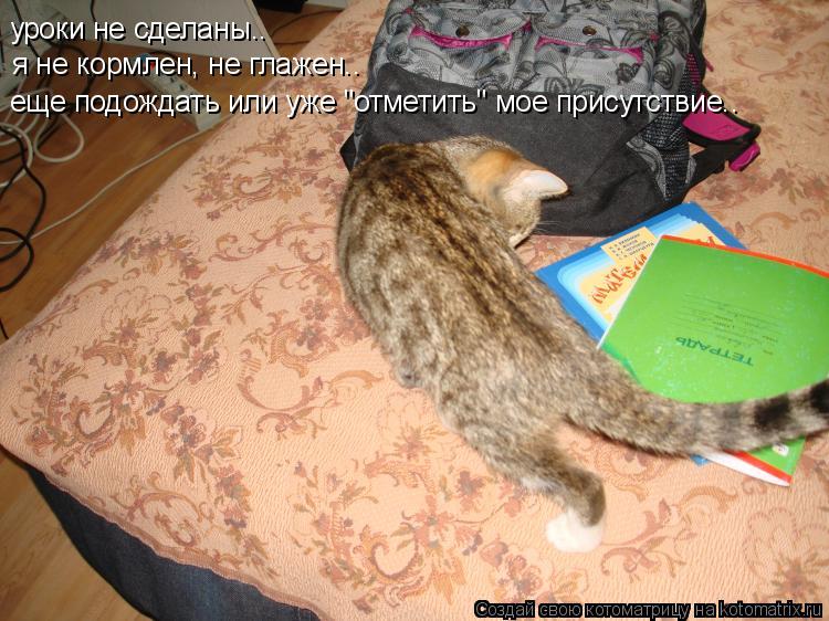 уроки не сделаны.. я не кормлен, не глажен.. еще подождать или уже "отметить" мое присутствие..... Котоматрица: уроки не сделаны.. я не кормлен, не глажен.. еще подождать или уже "отметить" мое присутствие..