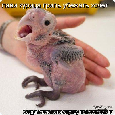 лави курица гриль убежать хочет... Котоматрица: лави курица гриль убежать хочет