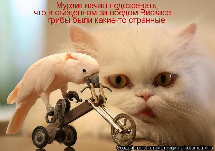 Мурзик начал подозревать, что в съеденном за обедом Вискасе, грибы были какие-то странные... Котоматрица: Мурзик начал подозревать, что в съеденном за обедом Вискасе, грибы были какие-то странные