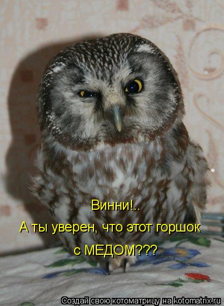 Винни!.. А ты уверен, что этот горшок с МЕДОМ???... Котоматрица: Винни!.. А ты уверен, что этот горшок с МЕДОМ???