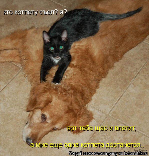 кто котлету съел? я? вот тебе щас и влетит, а мне еще одна котлета достанется..... Котоматрица: кто котлету съел? я? вот тебе щас и влетит, а мне еще одна котлета достанется..