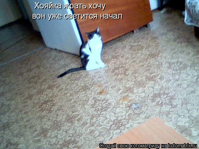 Хояйка жрать хочу вон уже светится начал... Котоматрица: Хояйка жрать хочу вон уже светится начал