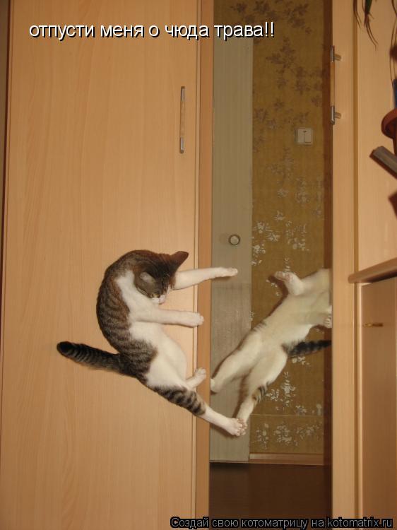 отпусти меня о чюда трава!!... Котоматрица: отпусти меня о чюда трава!!