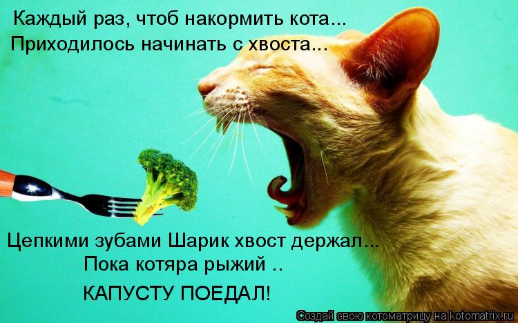 Каждый раз, чтоб накормить кота... Приходилось начинать с хвоста... Цепкими зубами Шарик хвост держал... Котоматрица: Каждый раз, чтоб накормить кота... Приходилось начинать с хвоста... Цепкими зубами Шарик хвост держал... Пока котяра рыжий .. КАПУСТУ ПОЕДАЛ!