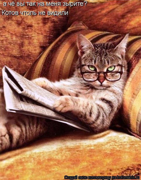 а чё вы так на меня зырите? Котов чтоль не видили... Котоматрица: а чё вы так на меня зырите? Котов чтоль не видили